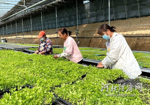 農(nóng)業(yè)科技向新而行，希望田野喜看豐景