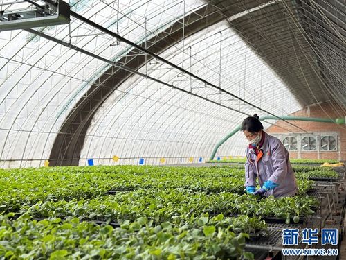 果蔬住上科技房，智慧農(nóng)業(yè)種出新花樣