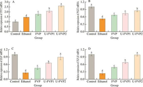 超聲改性提升金針菇多糖對(duì)GES-1細(xì)胞乙醇損傷的保護(hù)活性研究