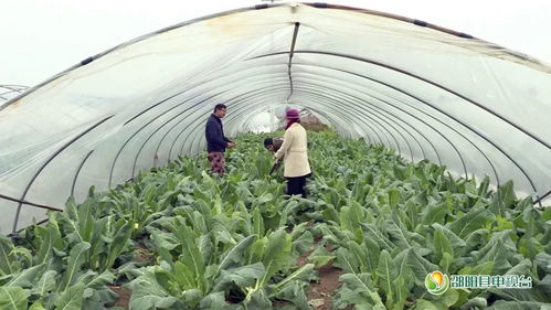 邵陽縣新聞快訊 農(nóng)業(yè)技術(shù)研究助力鄉(xiāng)村振興