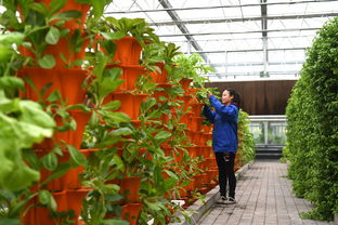 河北青縣 現(xiàn)代農(nóng)業(yè)鋪就鄉(xiāng)村振興路