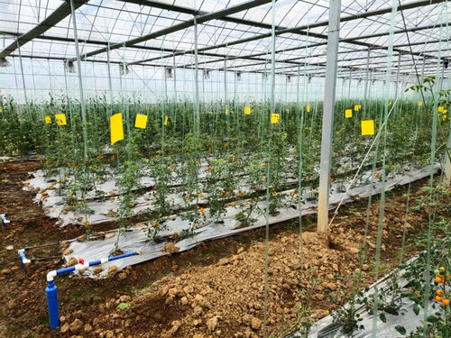 中農富興精品案例解析 湖南郴州四清湖生態(tài)智慧農業(yè)項目的技術創(chuàng)新與實踐