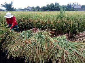 眉山職業(yè)技術學院科技賦能“一優(yōu)兩高”水稻競賽，助推糧油供給側改革與農業(yè)技術革新