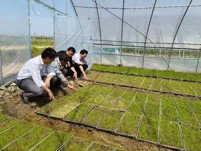 大觀 農技“把脈”助春耕，糧食豐收有保障